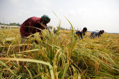 Agro Economy & Agro Waste Photos